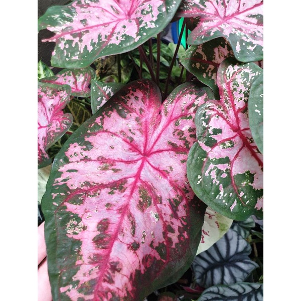caladium-carolryn-whorton-บอนสี