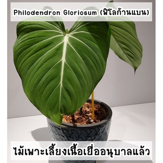 Philodendron Gloriosum (ฟิโลก้านแบน) ไม้เพาะเลี้ยงเนื้อเยื่ออนุบาลแล้ว