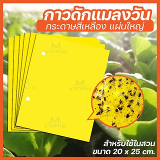 1 แผ่น กาวดักแมลงวันทอง สีเหลือง