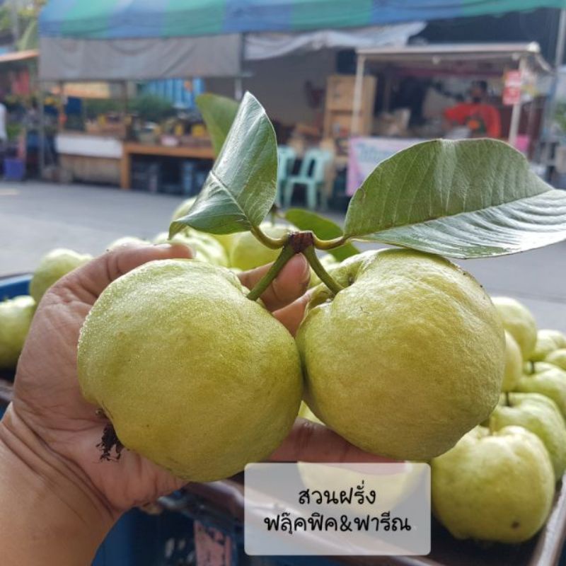 รูปภาพของ3.ฝรั่งกิมจู  3kg ผลไม้ดีต่อสุขภาพ วิตามินซีสูง สด หวาน กรอบ อร่อยลองเช็คราคา