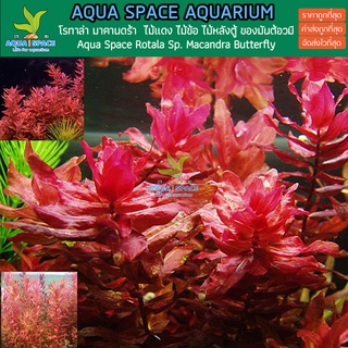 Macandra Rotala Sp. Macandra Burtterfly ไม้ข้อ ไม้แดง ไม้สี ไม้หลังตู้ wrgb ต้นไม้น้ำ ตู้ไม้น้ำ ตู้ปลา พร้อมส่งจากในไทย