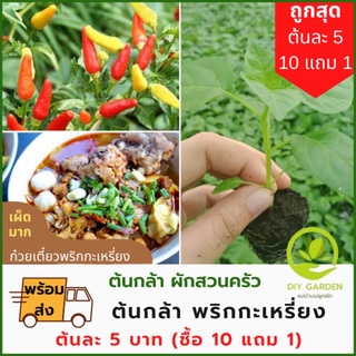 พริกกะเหรี่ยง​ ต้นผัก​ ต้นกล้า​ ผักสวนครัว​ ปลูกผัก พริกแห้ง​ ทำอาหาร​ ก๋วยเตี๋ยว​(พร้อมส่ง)​