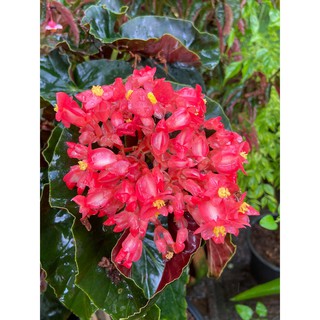 บีโกเนียต้น ใบดำหลังใบแดง ใบแข็ง  Begonia sp 1 ต้น