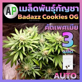 [ ♀️คัดเพศเมีย ] เมล็ดกัญชา สายพันธุ์ Badazz Cookies OG AUTO ออโต้ เมล็ดพันธุ์กัญชา นอก บรีดไทย เมล็ดสายพันธุ์แท้💯%