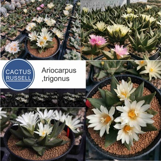 เมล็ด Ariocarpus trigonus 50 เมล็ด