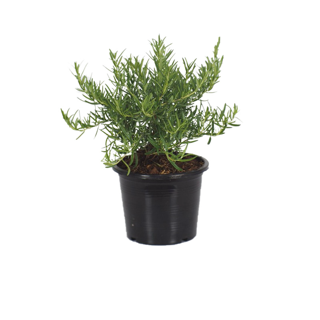 Treeno.9 T163 โรสแมร์รี่ และ รวม สมุนไพรฝรั่ง มีมากกว่า 30 ชนิด (Premium Herbs) ถุงดำ 6 นิ้ว / สูง 15 - 40 ซม. / สมุนไพรกลิ่นหอม ดีต่อสุขภาพ (ต้นไม้)