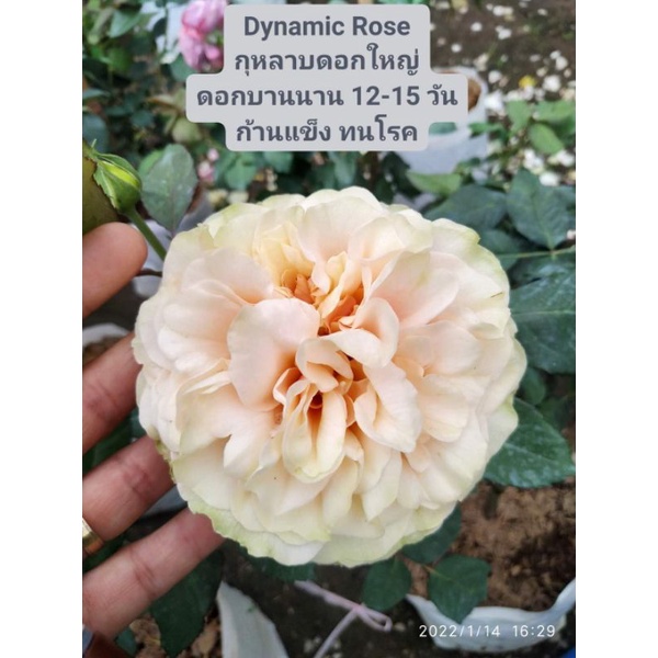 กุหลาบ ไดนามิค (Dynamic Rose) | Shopee Thailand