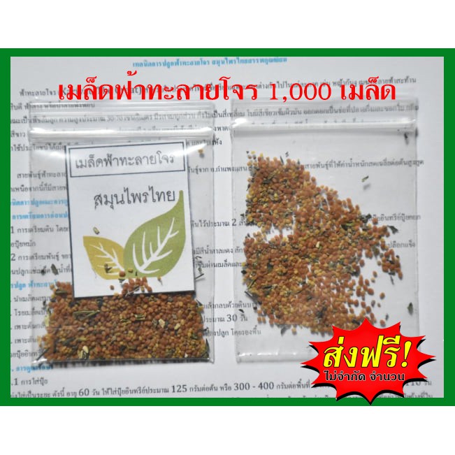 ส่งฟรี-เมล็ดฟ้าทะลายโจร-1-000-เมล็ด-ราคาสุดคุ้ม-แถมฟรีคู่มือการปลูก-สมุนไพรต้านโควิด-ทุกบ้านต้องมี