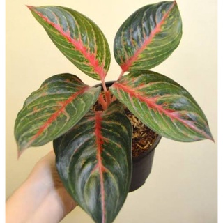 seeds Aglaonema Red Emerald Live Plants for Indoor/Outdoor เมล็ดพัน50 เมล็ด (ไม่ใช่พืชที่มีชีวิต)
