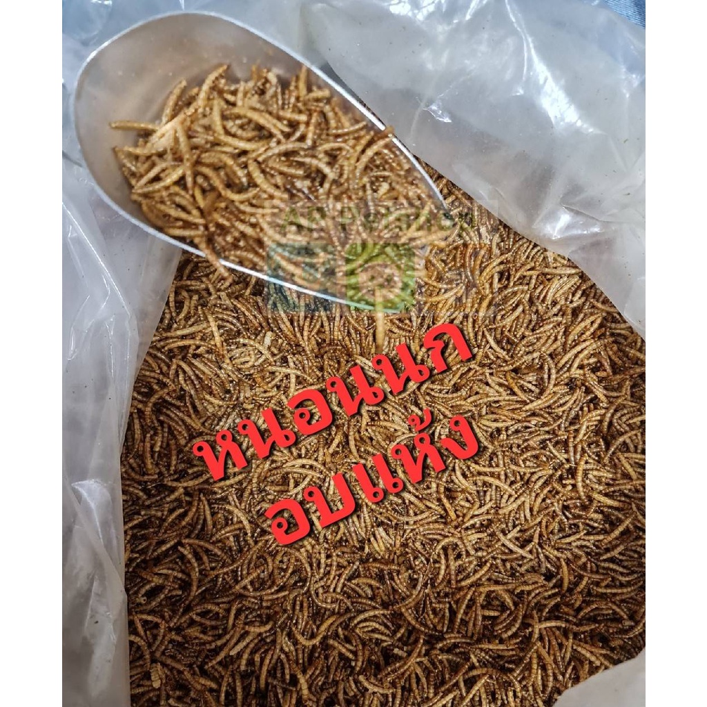 jolly-dried-mealworms-หนอนอบแห้ง-หนอนนก-อบแห้ง