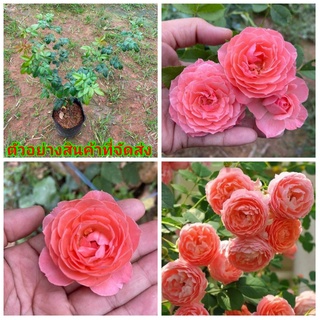 (ขาย ต้นพันธุ์) ดอก ต้น กุหลาบ rose โรแมนติก ตูตู ( Romantic Tutu ) สีส้ม เอกลักษณ์