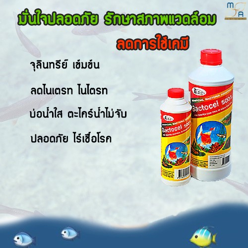 3-ชิ้น-จุลินทรีย์รักษาสภาพน้ำในบ่อปลา-แบคโตเซล-5001-bactocel-5001-รักษาน้ำในบ่อ-น้ำใส-น้ำมีกลิ่นเหม็น-ตู้ปลา-บ่อปลา