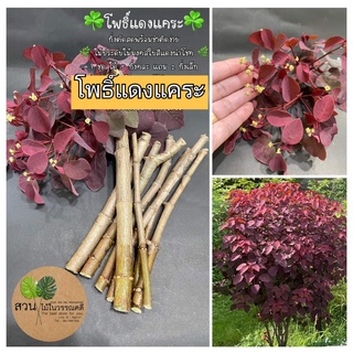 (7กิ่ง)(ขาย กิ่งพันธุ์) กิ่ง โพธิ์แดงแคระ Euphorbia cotinifolia กิ่งตัดสด กิ่งสด ต้น ต้นโพธิ์แดงแคระ วรรณคดี