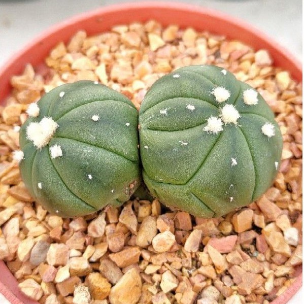 cake-cactus-farm-กระบองเพชร-astrophytum-asterias-nudum-kikko-twin-แอสโตรไฟตัม-แอสทีเรีย-นูดัม-กิ๊กโก๊ะ-แฝด-ดอทฟู