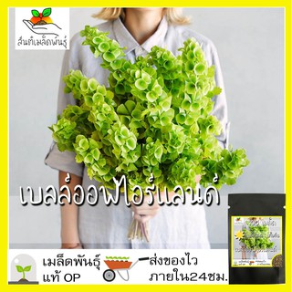 สินค้า เมล็ดพันธุ์ เบลล์ออฟไอร์แลนด์ 100 เมล็ด bells of ireland seeds เมล็ดพันธุ์แท้ 100% นำเข้าจากต่างประเทศ ถูกดี โตไว ขายดี