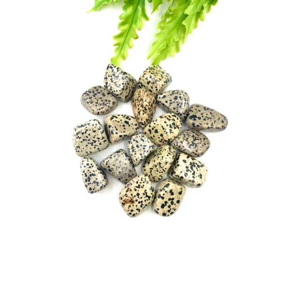 ภาพหน้าปกสินค้า1 pc Natural Dalmatian Jasper 2-3 cm Polished Tumble Stone / Top High Quality Stone / Pocket Stone Healing Chakra. จากร้าน lapisbkk บน Shopee