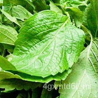 (ผู้ค้าส่งเมล็ดพันธุ์) ยี่หร่า☘️เมล็ดยี่หร่าถูกที่สุด 9 บ.หอมแรง ☘️ปลูกง่ายขึ้นไว ใบดกเมล็ดพันธุ์สมุนไพรนำเข้าจากต่างประ