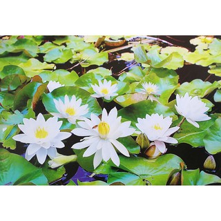 โปสเตอร์ รูปถ่าย ดอกบัว วิว ธรรมชาติ Landscapes Nature POSTER 24”x35” Inch Lotus Water Lily Leinwandbild Pink Photo v2