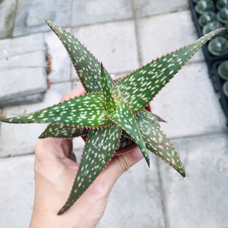 aloe-hybrid-ขอบแดง-1-ต้น-11cm-cactus-แคคตัส-กระบองเพชร-ตะบองเพชร-เมล็ดพันธุ์-ต้นไม้