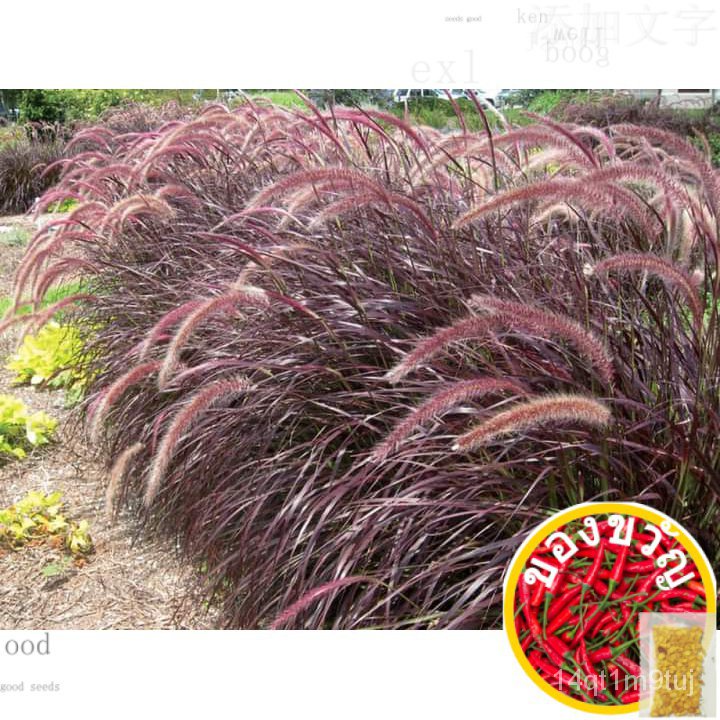 เมล็ดอวบอ้วน100-เมล็ดพันธุ์หญ้าน้ำพุแดง-5แถม2-10แถม5เมล็ดพืชคุณภาพสูงgrasscabbagekalerussiancolorlycopersiconcosmosflow