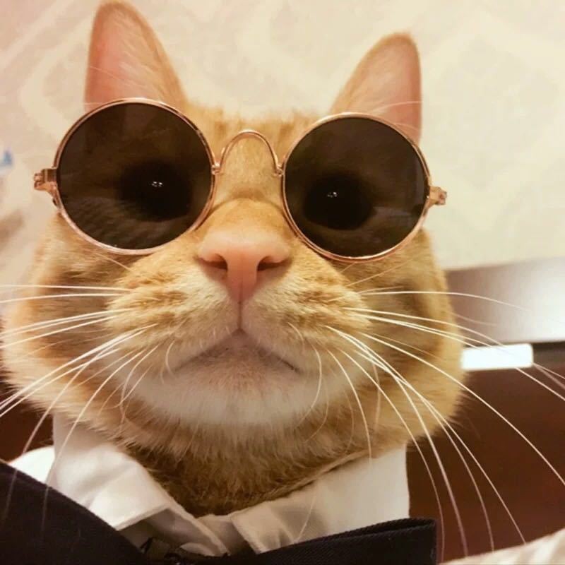 ภาพหน้าปกสินค้าพร้อมส่ง แว่นตาแฟชั่น สำหรับสัตว์เลี้ยง แว่นแมว แว่นตาแมว แว่นตาหมา สุนัข Pet glasses จากร้าน watchabout บน Shopee
