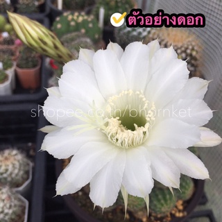 🌵อิชินอปซีสหนามดำ (E. oxygona) 🚚ส่งทั้งกระถาง (3”) ฟอร์มกอ &gt;8 ซ.ม.