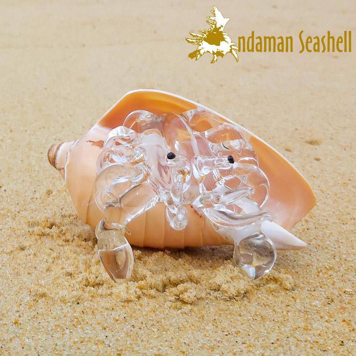 andaman-seashell-แก้วเป่าติดเปลือกหอย-รูปปูเสฉวน-ติดเปลือกหอยโนรี-แกะลาย-cymbiola-nobilis