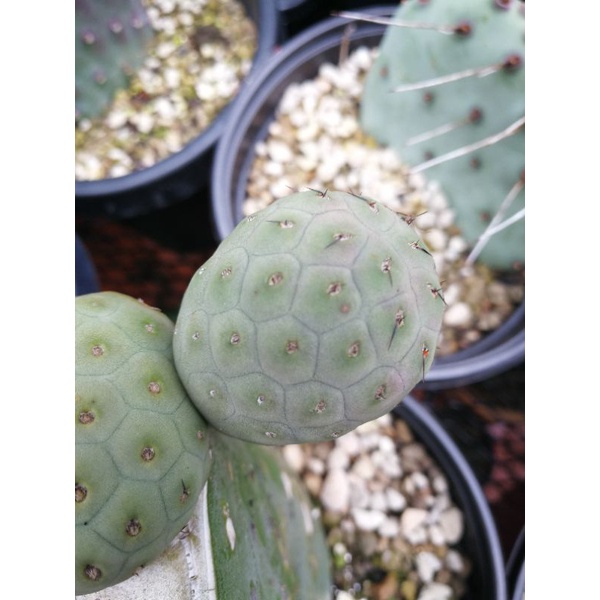 ไข่มังกรหนามดำ-tephrocactus-geometricus