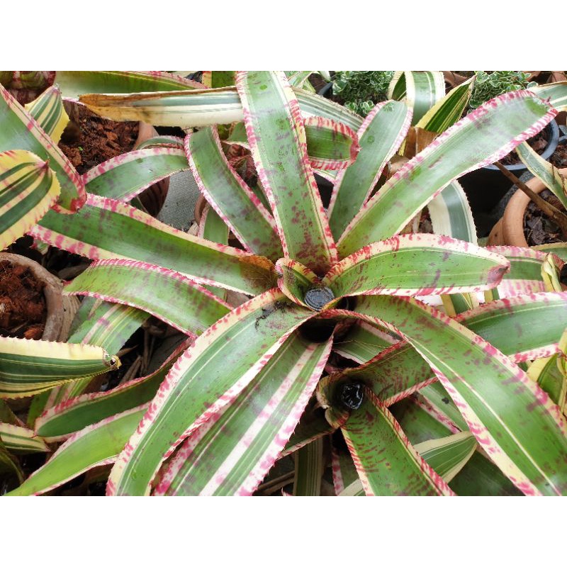 ขายเป็นหน่อหรือต้นลูก-สับปะรดสี-bromeliads-ไม้ด่าง-ไม้ประดับ-ไม้จัดสวน-ไม้มงคล