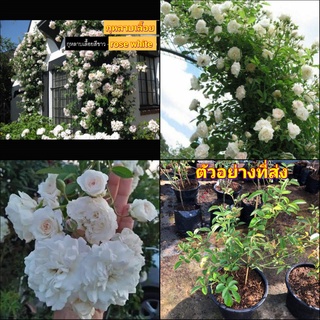 (1ต้น) ต้น ดอก กุหลาบ เลื้อย สี ขาว พรอสเพอริตี้ Prosperity Hybrid musk rose buncha
