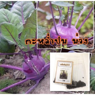เมล็ดพันธุ์ กะหล่ำปมม่วง  เมล็ด  Purple Kohlrabi กะหล่ำปม กะหล่ำ（นี่มันเมล็ดพืช ไม่ใช่พืช!）