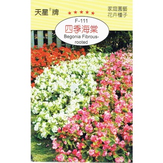 เมล็ดราชอาณาจักร โฟร์ซีซั่ Begonia สีผสม 【ดอกไม้เมล็ด】 มิตรชาวนาแบรนด์ แพคเกจขนาดเล็กเมล็ด เกี่ยวกับ80เม็ด/แพคเกจ母婴/帽子/内