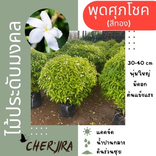 ต้นพุดศุภโชค สีทอง ไม้มงคล ไมเประดับพุ่มกลม ขนาด 30-40 cm (สั่งซื้อขั้นต่ำ 2 ต้น คละได้)