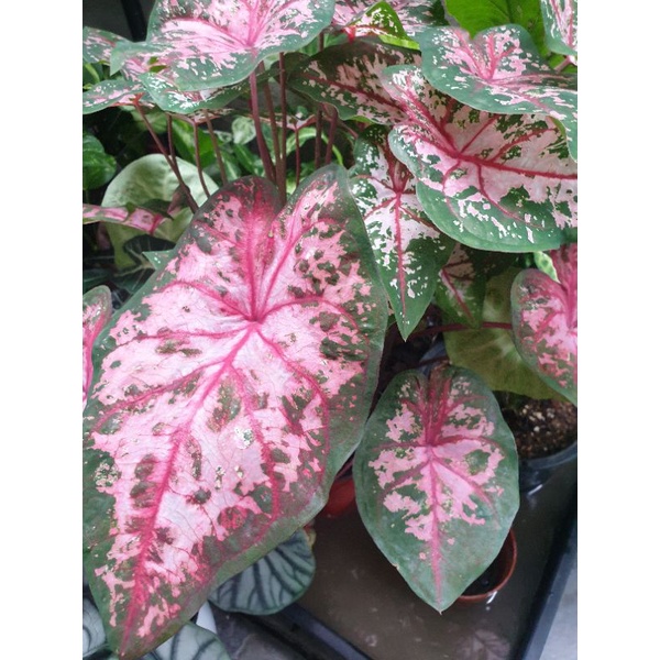 caladium-carolryn-whorton-บอนสี