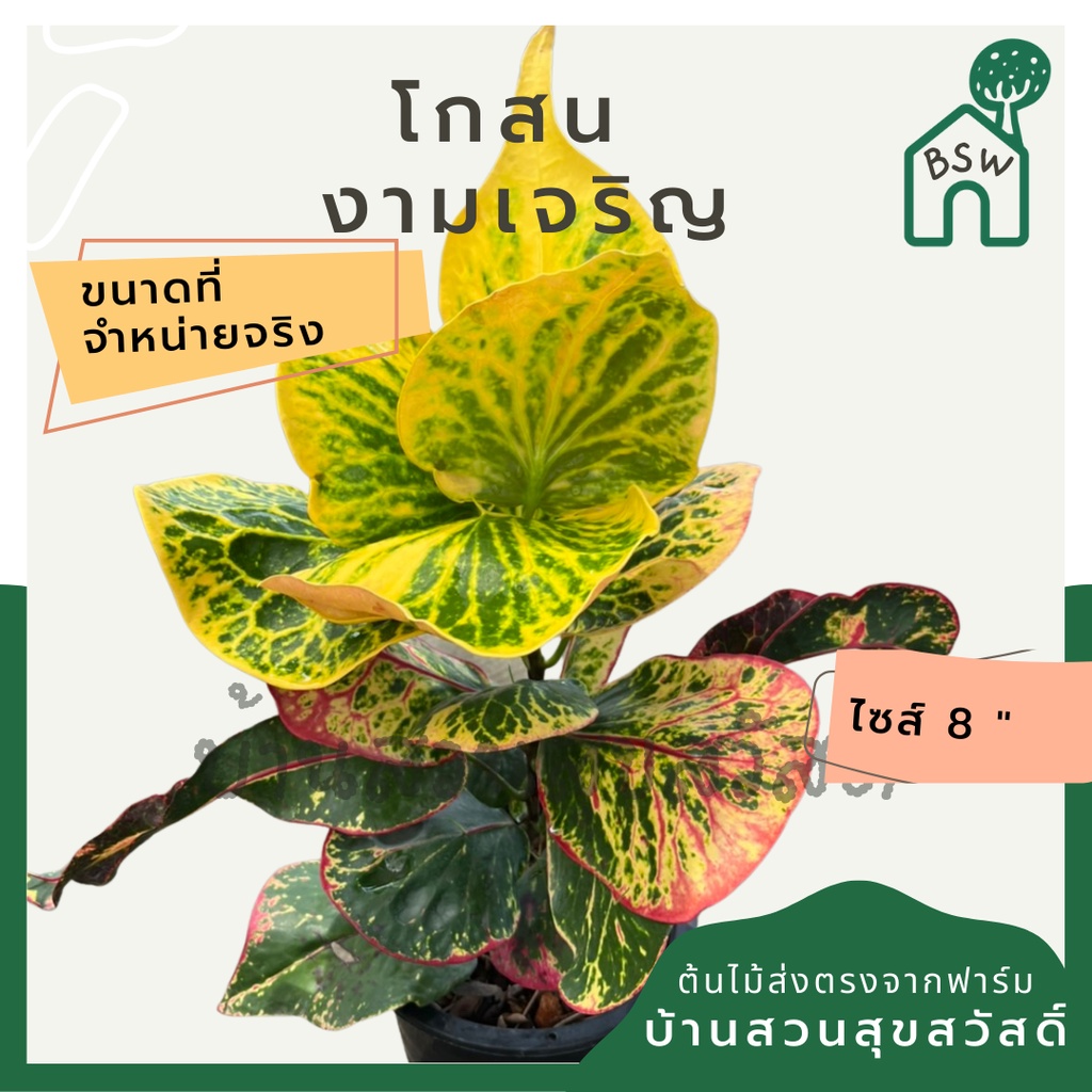 โกสน-งามเจริญส่งพร้อมกระถาง-8-นิ้ว