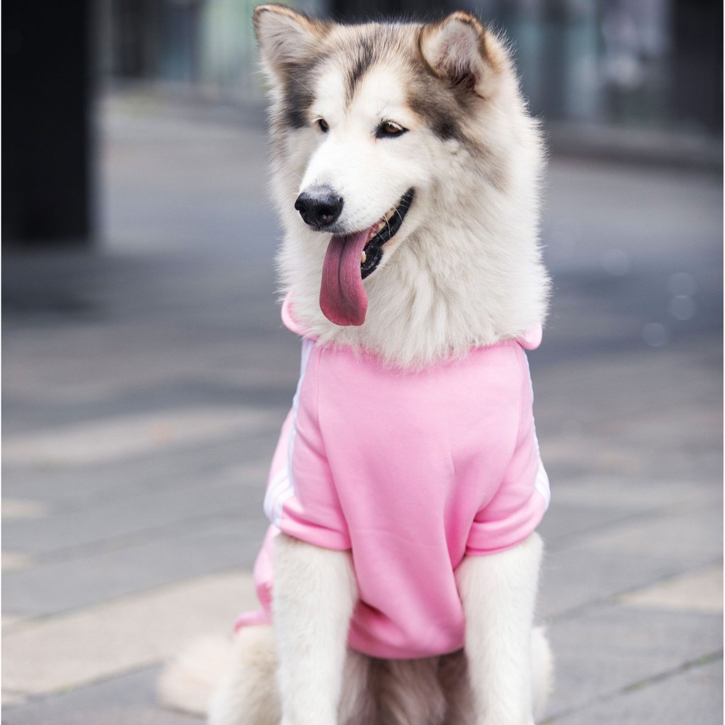 ภาพสินค้าเสื้อADIDOG ไซส์ใหญ่มา เสื้อวินหมา เสื้อผ้าแมว เสื้อสุนัข ชุดสุนัข ชุดหมา เสื้อหมา เสื้อสัตว์เลี้ จากร้าน 4dfdq8ybks บน Shopee ภาพที่ 8