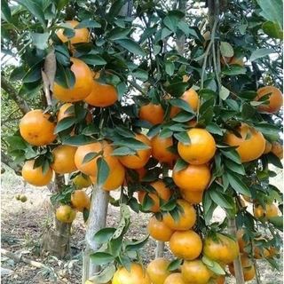 ต้นส้มสายน้ำผึ้ง สวนเขาหมาก ผลมีรสชาติหวาน อร่อย เปลือกบาง ผลมีลักษณะกลมแป้น ติดผลดก ลำต้นสูง 60 ซม.