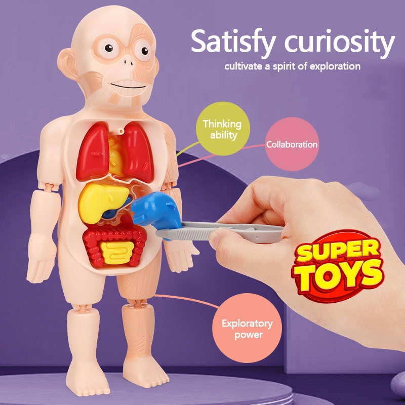 Human Body Toy โมเดลอวัยวะมนุษย์สำหรับเด็ก