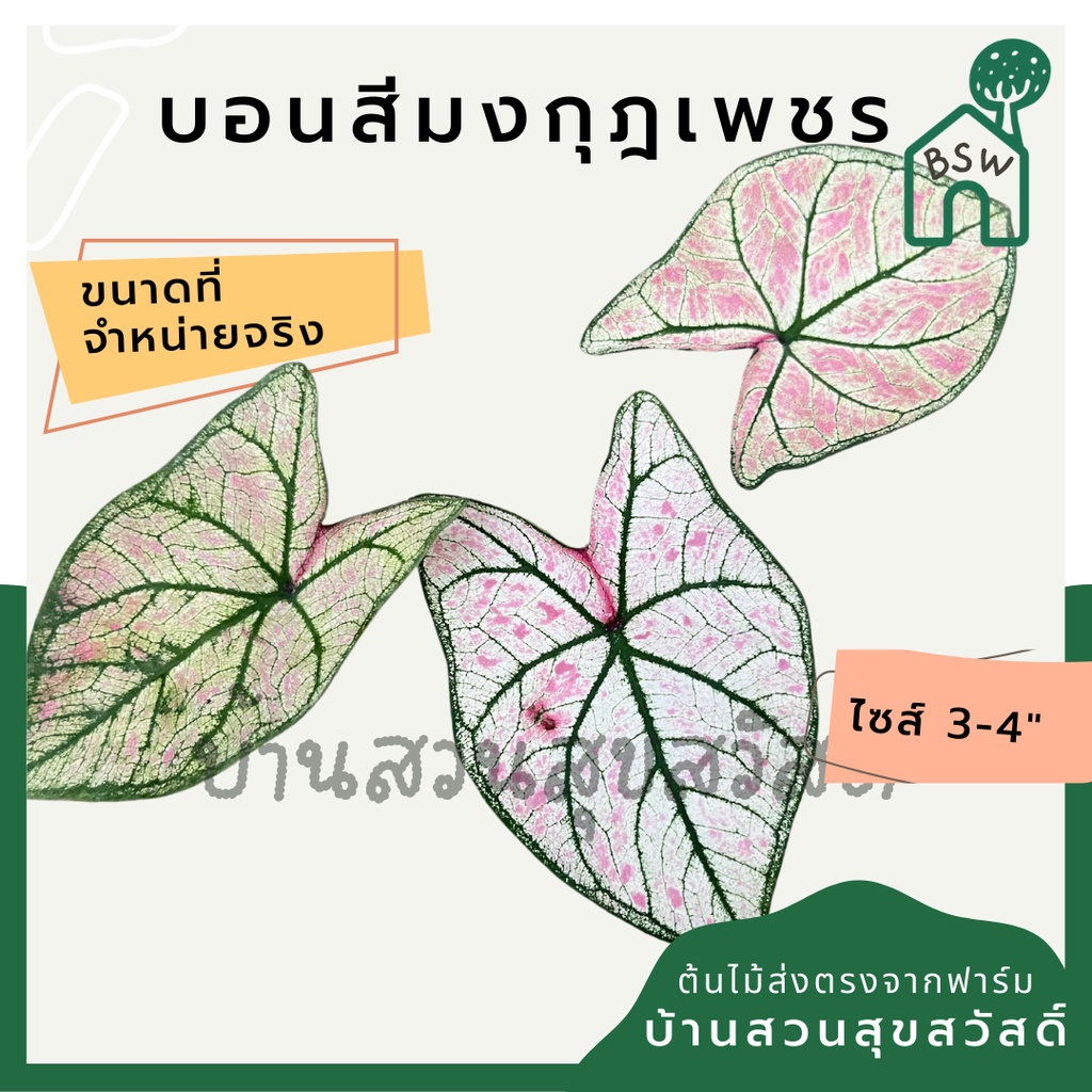 บอนสีมงกุฎเพชร-บอนมงกุฎเพชร-บอนสี-มาในกระถางพร้อมตั้ง