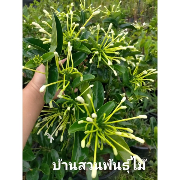 ต้นพุดบุญรักษา-กระถาง-10-นิ้ว