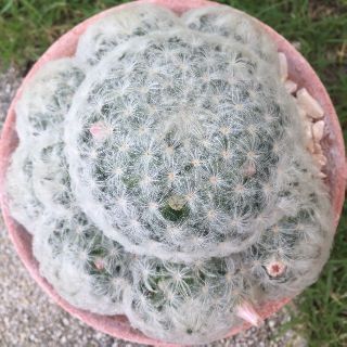 สินค้า Cactus แคคตัส กระบองเพชร ขนนกขาวดอกชมพู