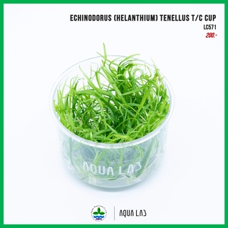 [APC] Helanthium tenellus T/C CUP (หญ้าเทเนลุส) [ไม้น้ำ - Aquatic Plant] LC957