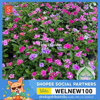 Flower garden F16 ต้นแพงพวย Vinca,Periwinkle มีหลายสี แบบถุงดำ #ไม้ประดับกลางแจ้ง #ไม้แดด