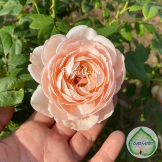 Flower Garden F477 กุหลาบ Ambridge Rose (แอมบริด)🌹ติดดอก🌹 ขนาดถุงใหญ่ เลี้ยงง่าย