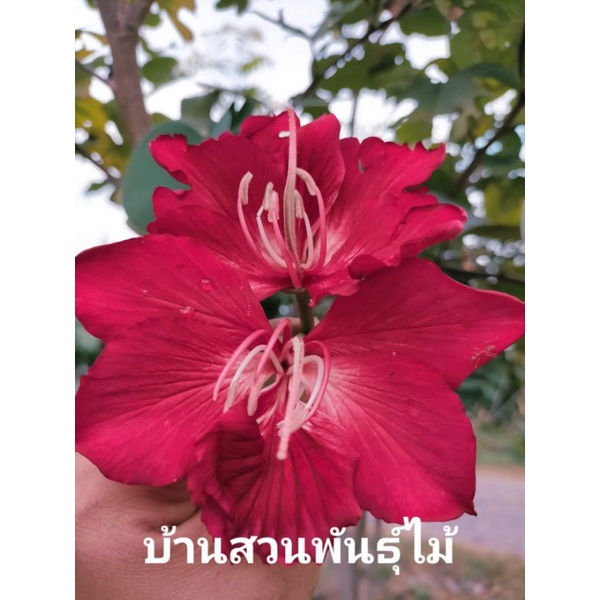 ต้นชงโคแดง-ต้นชงโคออสเตรเลีย-จัดชุด-2-ต้น