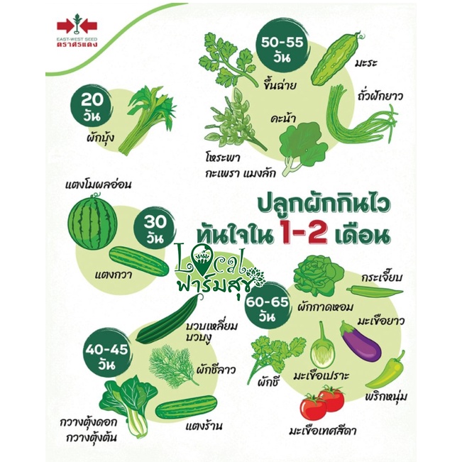 เมล็ดพันธุ์ผัก-ศรแดง-เมล็ดผักสวนครัว-เมล็ดพันธุ์คุณภาพ-งอกดี-ผลผลิตดี-ผักกาดเขียวน้อย-ผักชี-ผักกาดขาว-พริก-มะเขือเทศ