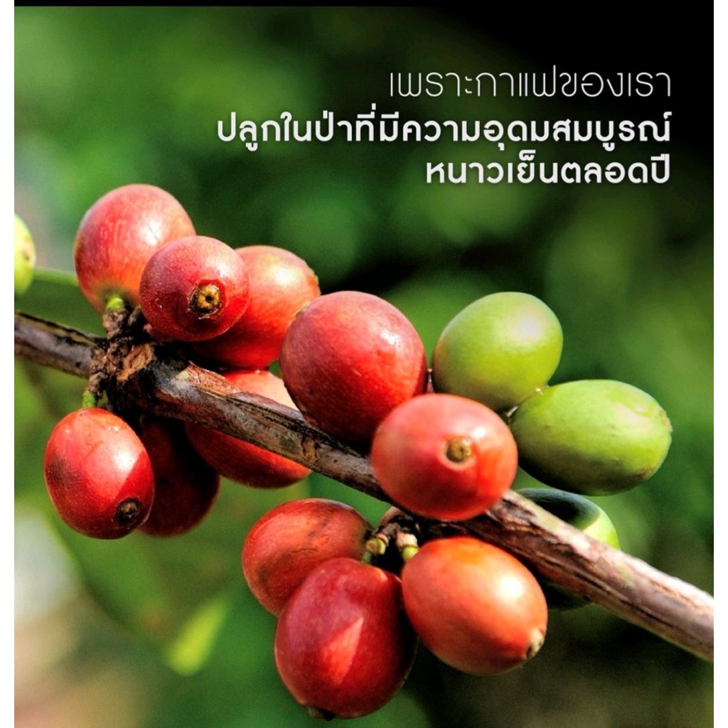 สารกาแฟดิบอราบิก้าเทพเสด็จขนาดบรรจุ-1-กิโล-จากเทพเสด็จเชียงใหม่