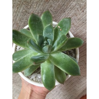 Graptoveria Opalina ✨กุหลาบหิน✨  กระถางขาว 🍀แข็งหนา อย่างดี🍀 ขนาด4"นิ้ว