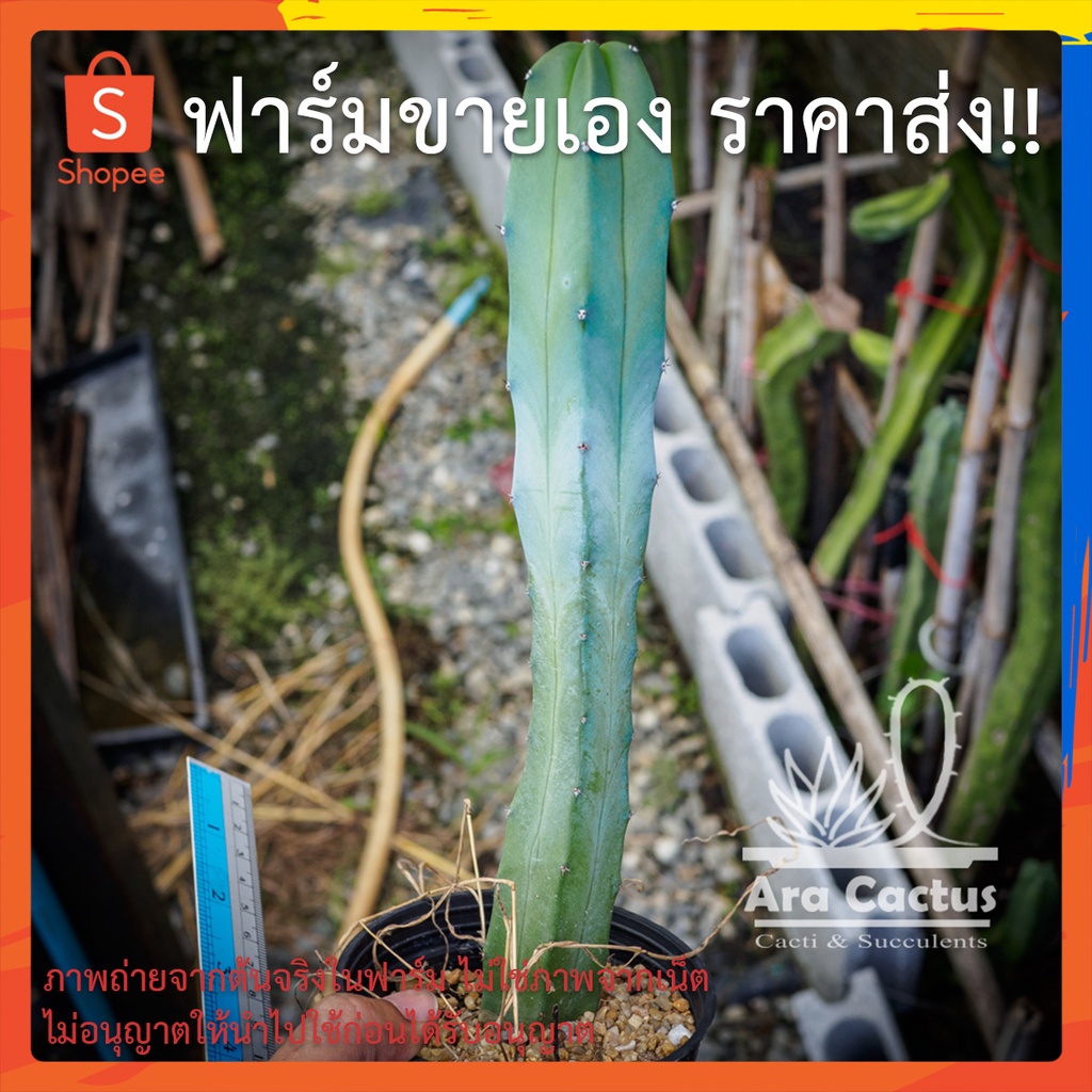 สวนขายเอง-ตอฟ้าไซส์กราฟ-ตอบลู-myrtillocactus-geometrizans-ไซส์กระถาง-4-นิ้ว-แคคตัส-กระบองเพชร-ต้นไม้ประดับ-อวบน้ำ