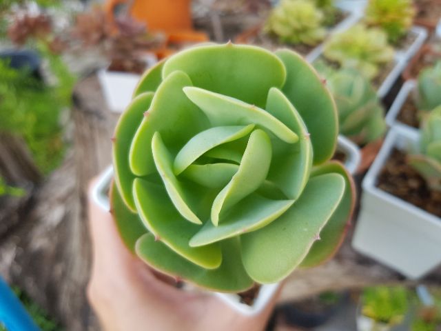 echeveria-peach-pride-สอบถามก่อนชำระเงิน